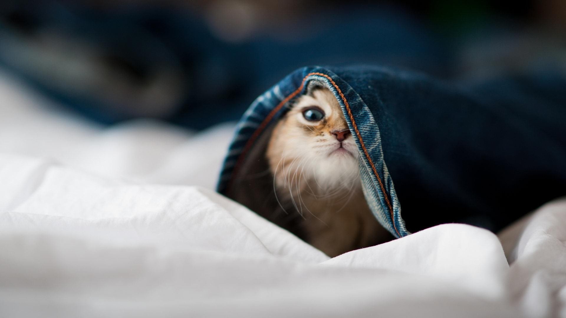 爱游戏体育app-“团队坚守:幕后英雄的坚韧守护”,团队的守护者