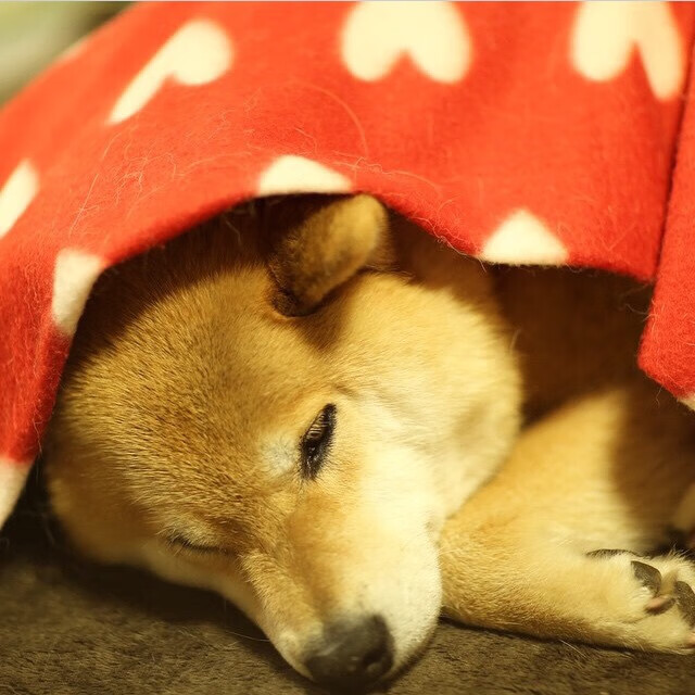 “飞跃”赛段：那些令人屏息的跳跃瞬间集锦，飞跃动作