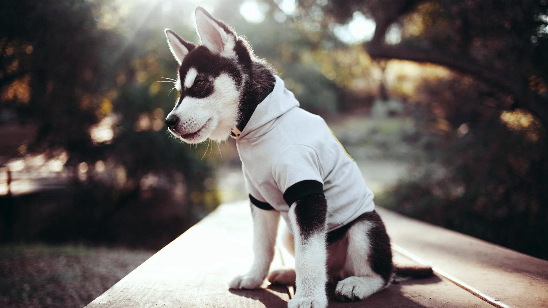 【投手戏份】DeGrom和Nola的投球技巧分析，lamelo ball投篮姿势